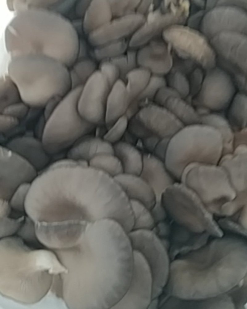 牡丹区小留镇出售优质平菇，量大从优，欢迎咨询