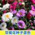 翠菊种子混色重瓣阳台室外庭院好养花卉盆栽四季易活开花不断