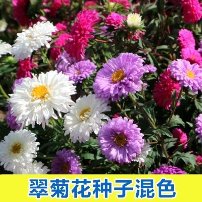 翠菊种子混色重瓣阳台室外庭院好养花卉盆栽四季易活开花不断