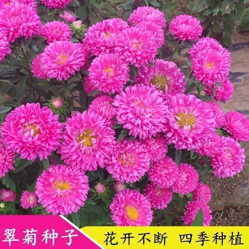 翠菊种子混色重瓣阳台室外庭院好养花卉盆栽四季易活开花不断