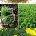 蒲公英种子种籽四季婆婆丁春秋冬季野菜种孑药盆栽蔬菜种籽
