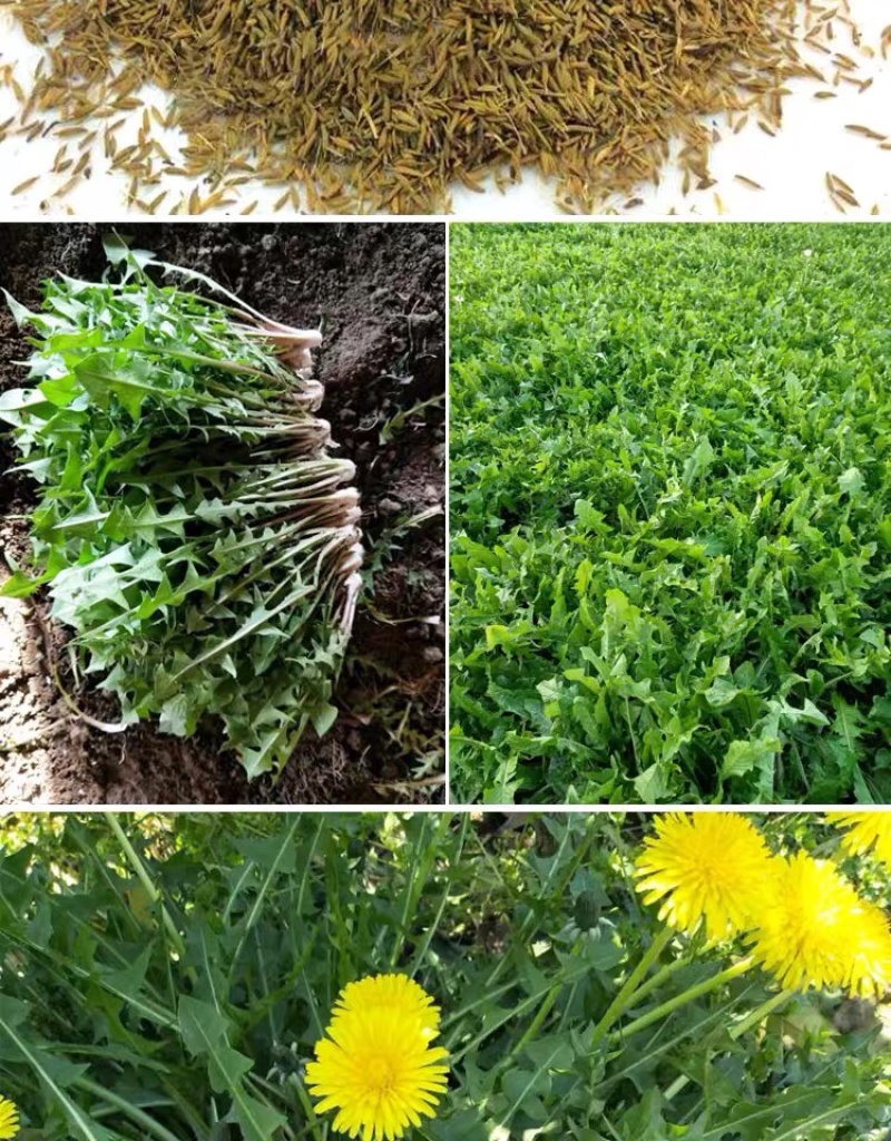 蒲公英种子种籽四季婆婆丁春秋冬季野菜种孑药盆栽蔬菜种籽