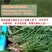蒲公英种子种籽四季婆婆丁春秋冬季野菜种孑药盆栽蔬菜种籽
