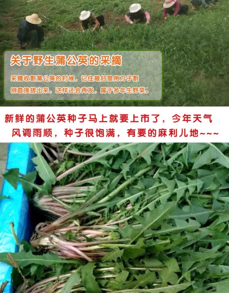 蒲公英种子种籽四季婆婆丁春秋冬季野菜种孑药盆栽蔬菜种籽