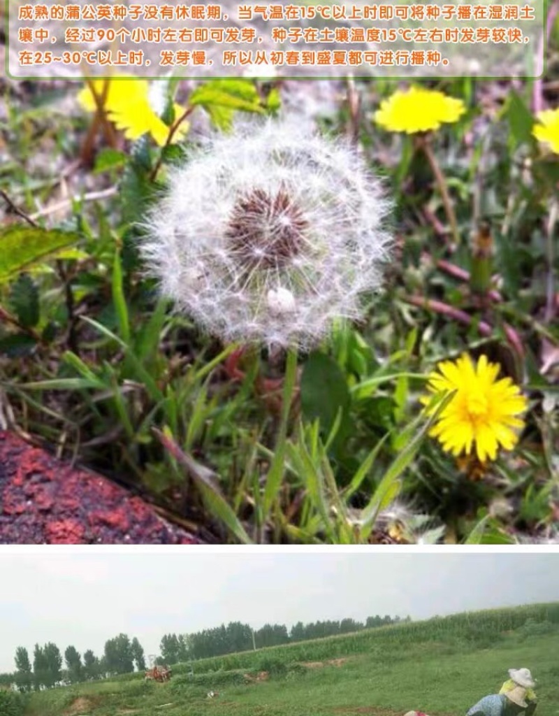 蒲公英种子种籽四季婆婆丁春秋冬季野菜种孑药盆栽蔬菜种籽
