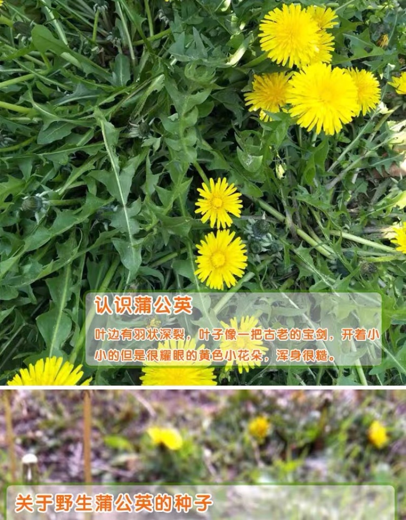 蒲公英种子种籽四季婆婆丁春秋冬季野菜种孑药盆栽蔬菜种籽