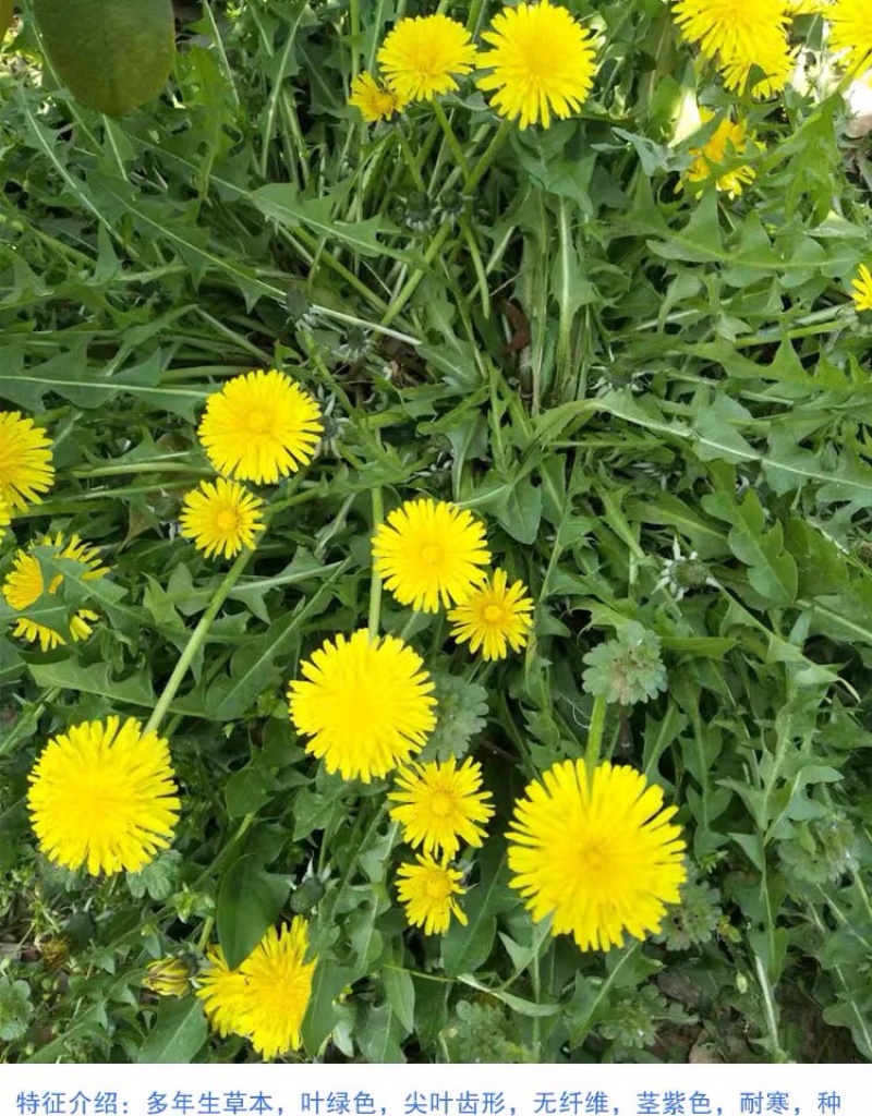 蒲公英种子种籽四季婆婆丁春秋冬季野菜种孑药盆栽蔬菜种籽