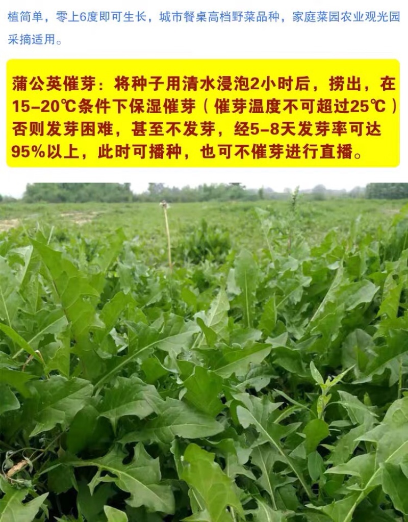 蒲公英种子种籽四季婆婆丁春秋冬季野菜种孑药盆栽蔬菜种籽