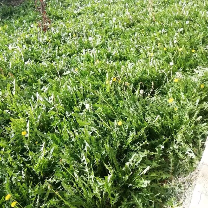 蒲公英种子种籽四季婆婆丁春秋冬季野菜种孑药盆栽蔬菜种籽