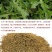 蒲公英种子种籽四季婆婆丁春秋冬季野菜种孑药盆栽蔬菜种籽