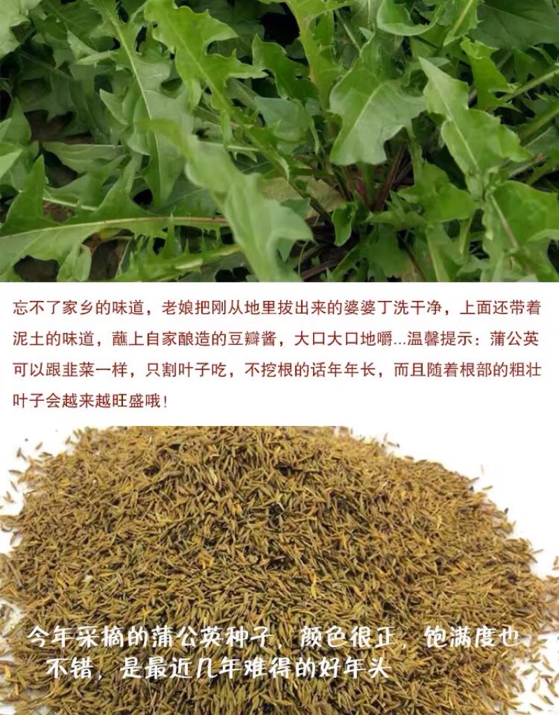 蒲公英种子种籽四季婆婆丁春秋冬季野菜种孑药盆栽蔬菜种籽