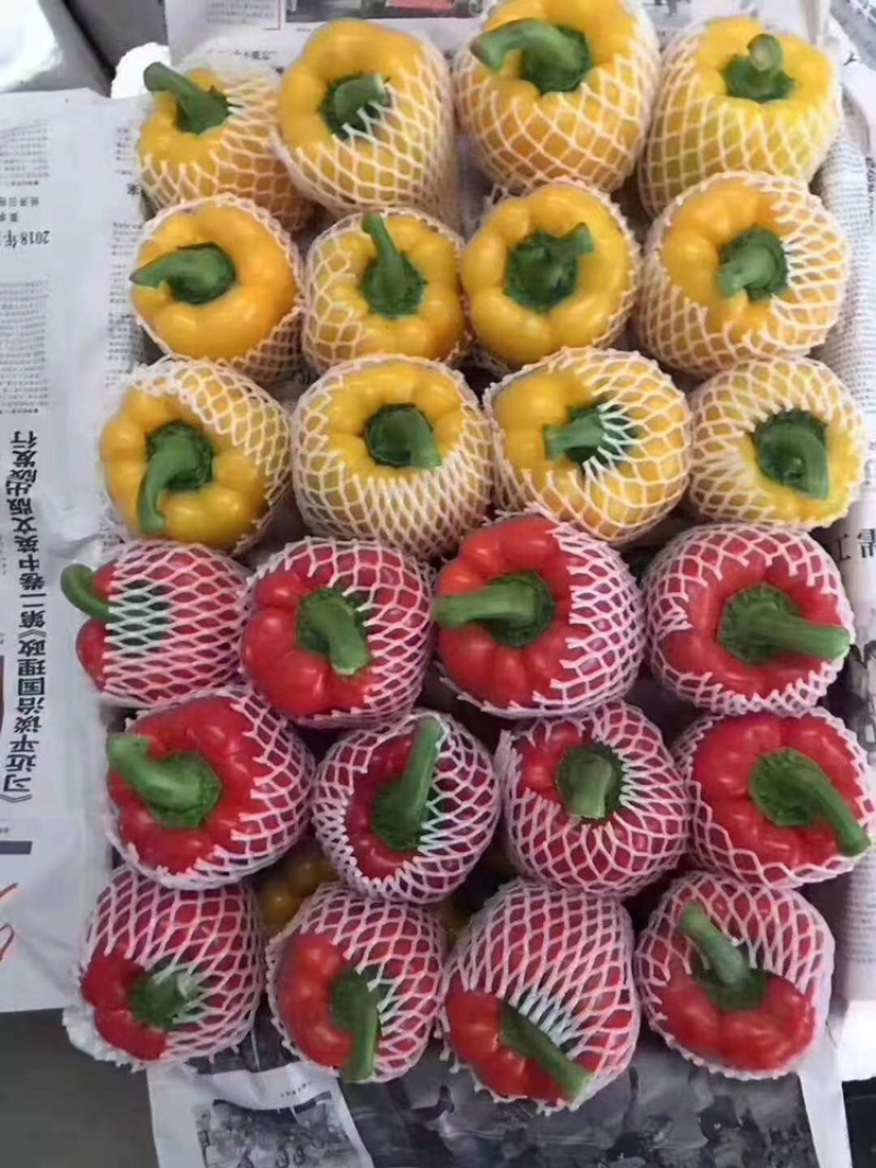 精品五彩椒要的电话联系！质量保证