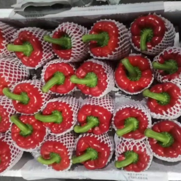 精品五彩椒要的电话联系！质量保证