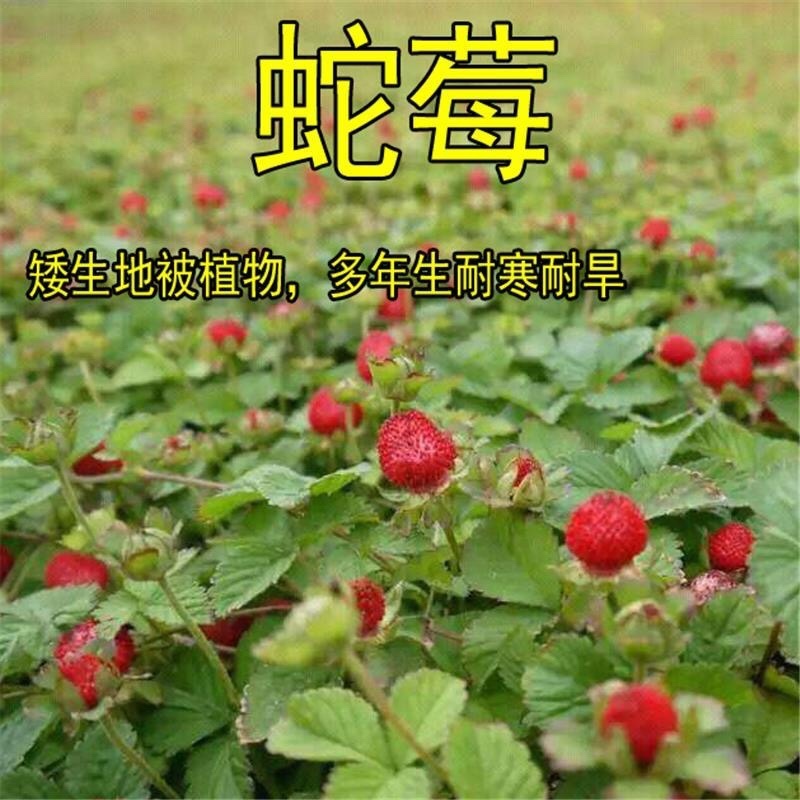 蛇莓种子野生草莓多年生地被花籽草坪点缀庭院盆栽花种子