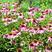 松果菊种子紫锥花种子四季种开花易活室外耐寒庭院菊花卉种子