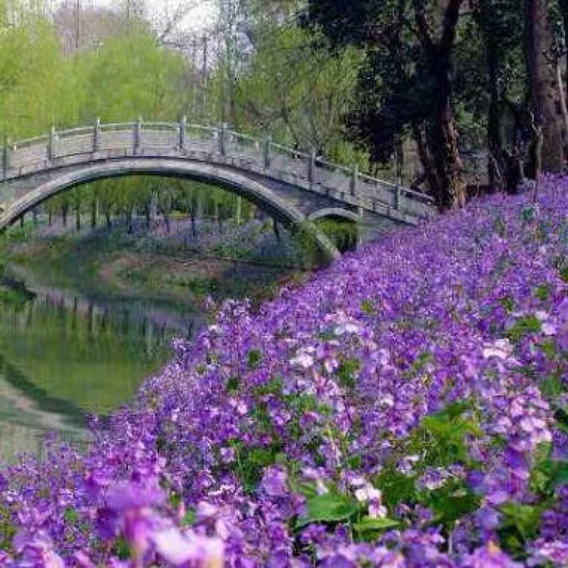 二月兰种子耐寒耐阴秋季播种波斯菊多年生园艺绿化景观花卉