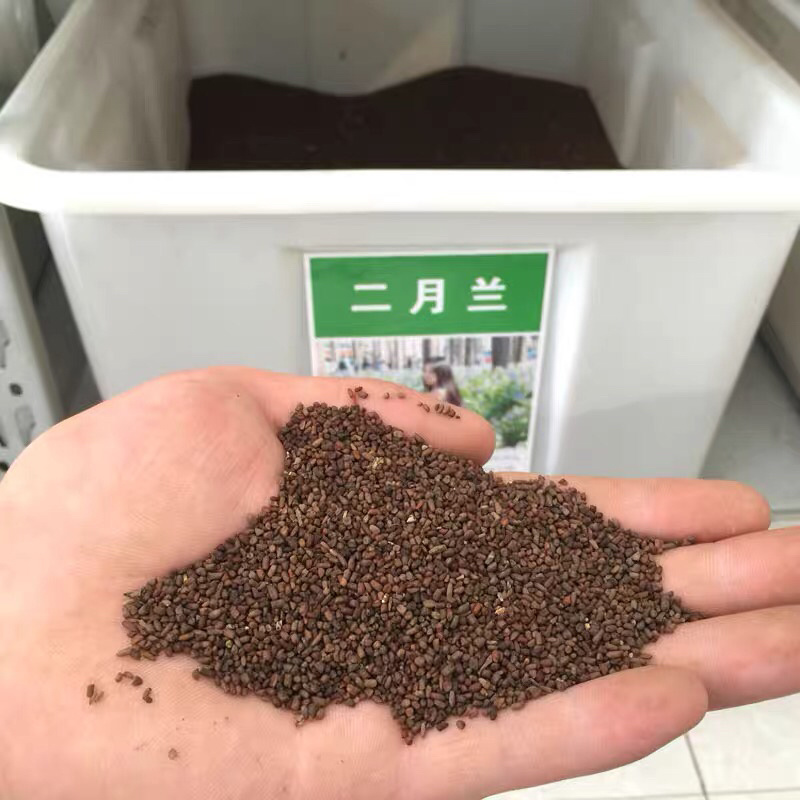 二月兰种子耐寒耐阴秋季播种波斯菊多年生园艺绿化景观花卉