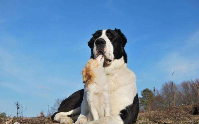 中亚牧羊犬活体纯种中亚猎狼犬大型猛犬中亚犬