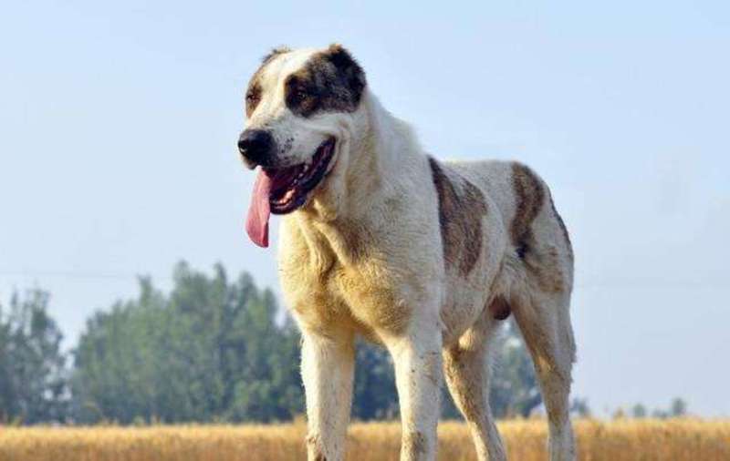 中亚牧羊犬活体纯种中亚猎狼犬大型猛犬中亚犬