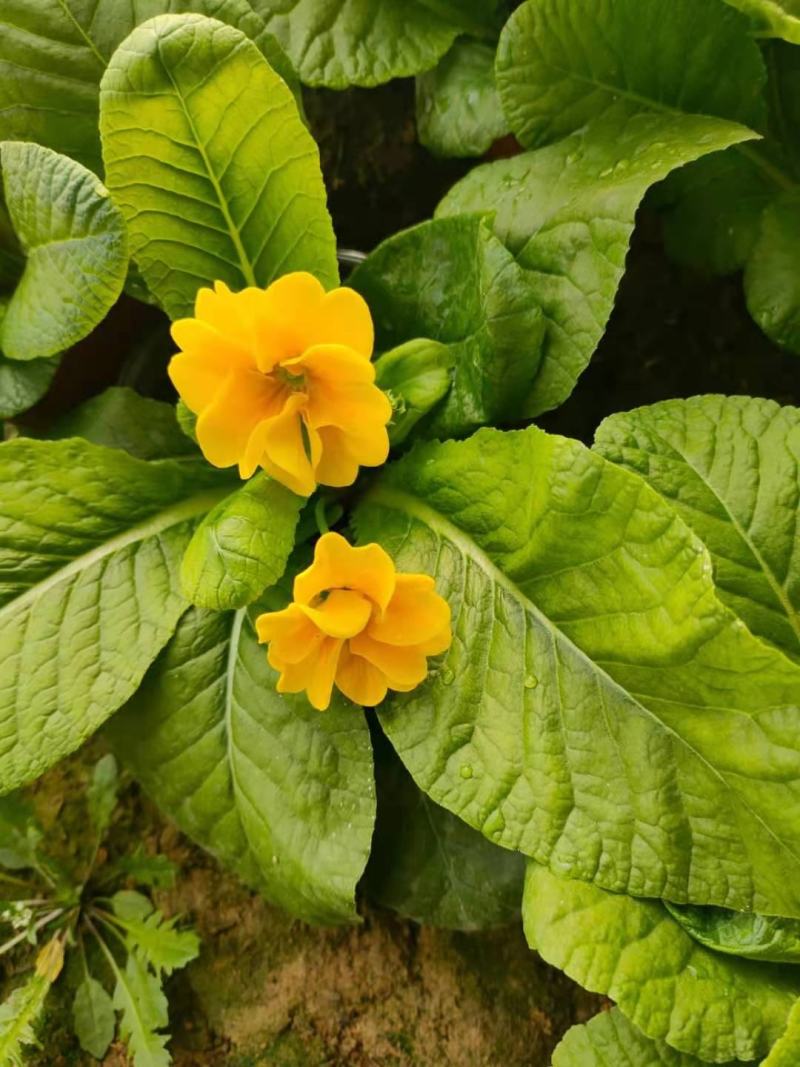 报春花山东青州大量供应优质盆栽报春花基地直发