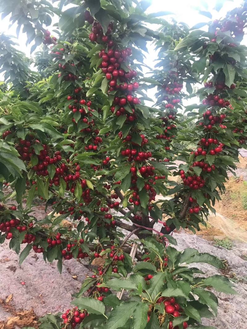 矮化樱桃苗，奇早，瑞德，俄8，鲁樱3号，辉煌1-5