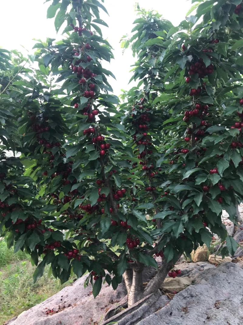 车厘子苗，低需冷量品种，矮化根系，适应南北方种植