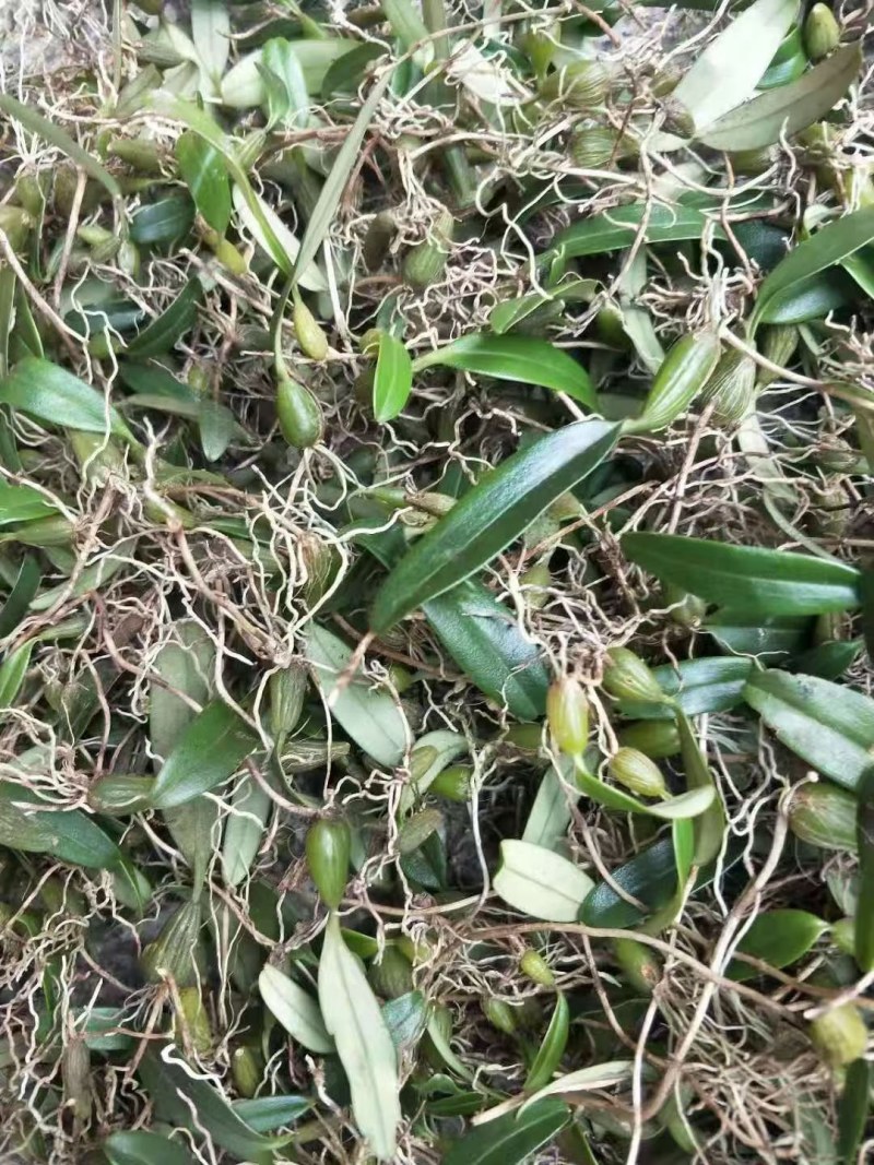 石橄榄单叶小果批发，一手货源