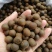 茶籽产地一手货源茶子茶树种子种植茶果