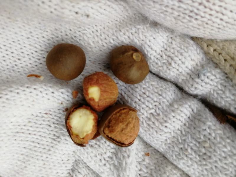 茶籽产地一手货源茶子茶树种子种植茶果