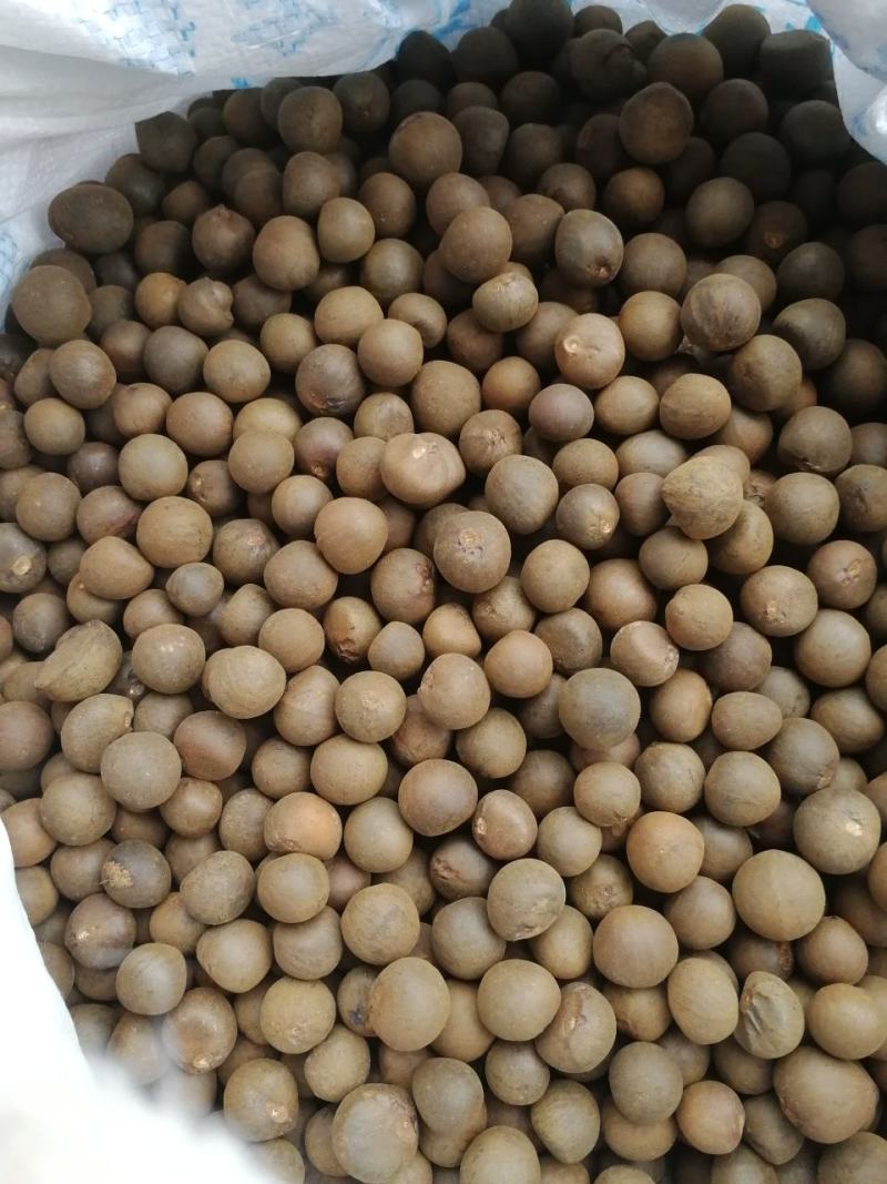 茶籽产地一手货源茶子茶树种子种植茶果