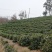 茶籽产地一手货源茶子茶树种子种植茶果