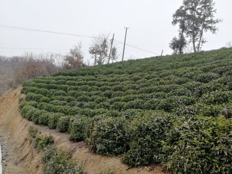茶籽产地一手货源茶子茶树种子种植茶果