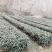 茶籽产地一手货源茶子茶树种子种植茶果