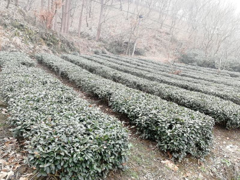 茶籽产地一手货源茶子茶树种子种植茶果
