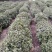 茶籽产地一手货源茶子茶树种子种植茶果