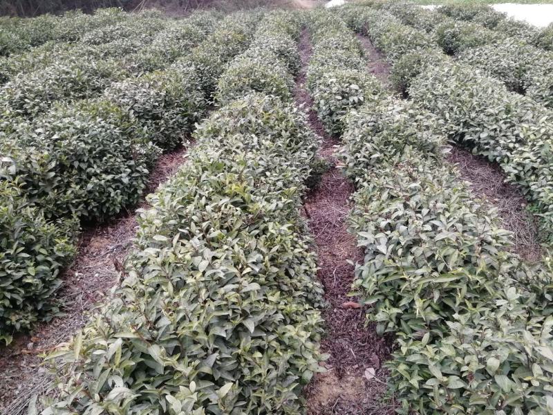 茶籽产地一手货源茶子茶树种子种植茶果