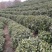 茶籽产地一手货源茶子茶树种子种植茶果