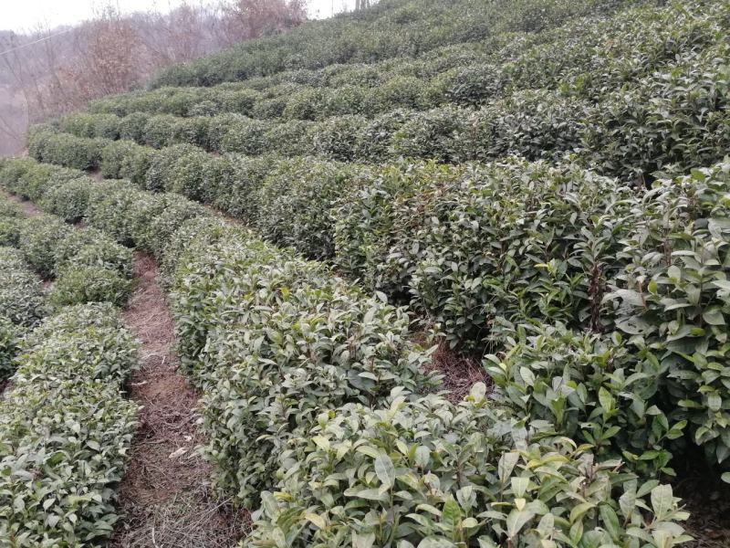 茶籽产地一手货源茶子茶树种子种植茶果
