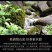【牛商优选】湖南碧云霄安化黑茶十两装，自产自销，全国供应