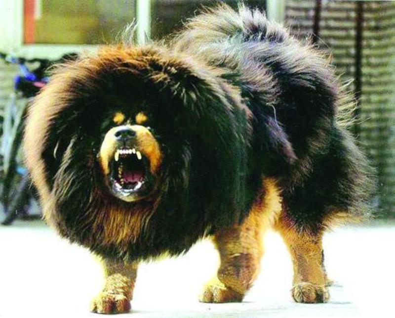 藏獒幼犬活体藏獒犬巨型犬纯种红狮藏獒家养看家护院犬