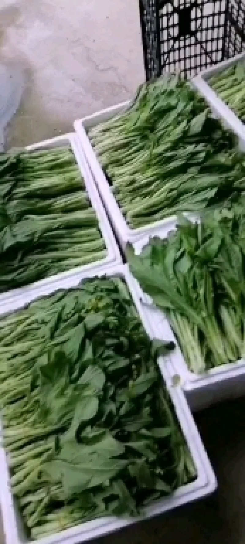 小白菜，快菜，菜苔，白菜苔