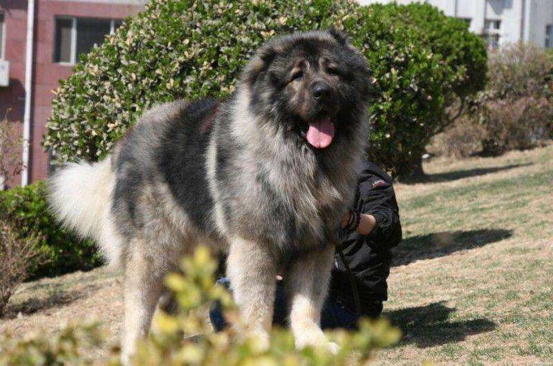 高加索犬活体高加索巨型犬比特犬大型护卫犬熊版高加索