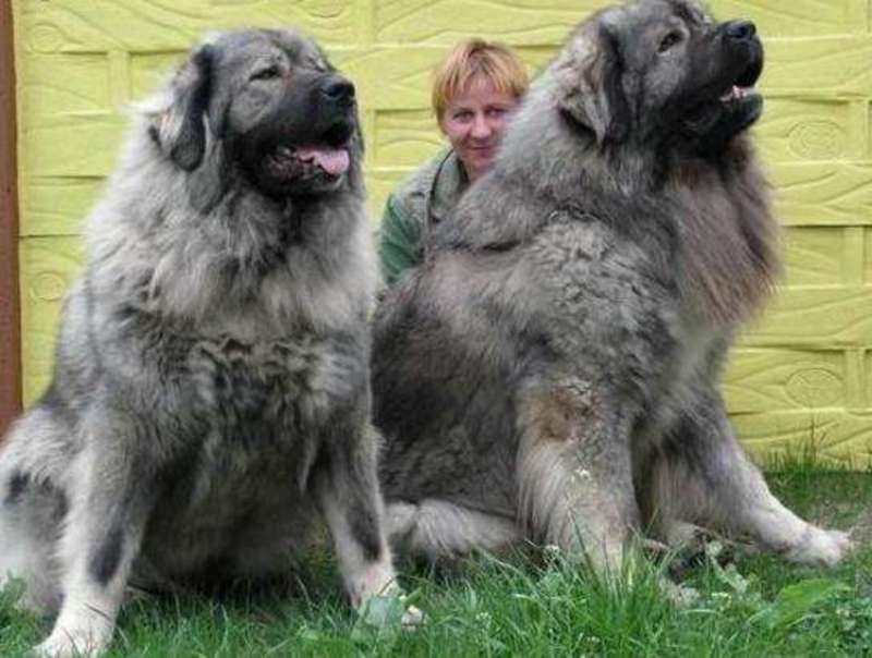 高加索幼苗巨型犬看家护院熊版高加索活体俄罗斯高加索