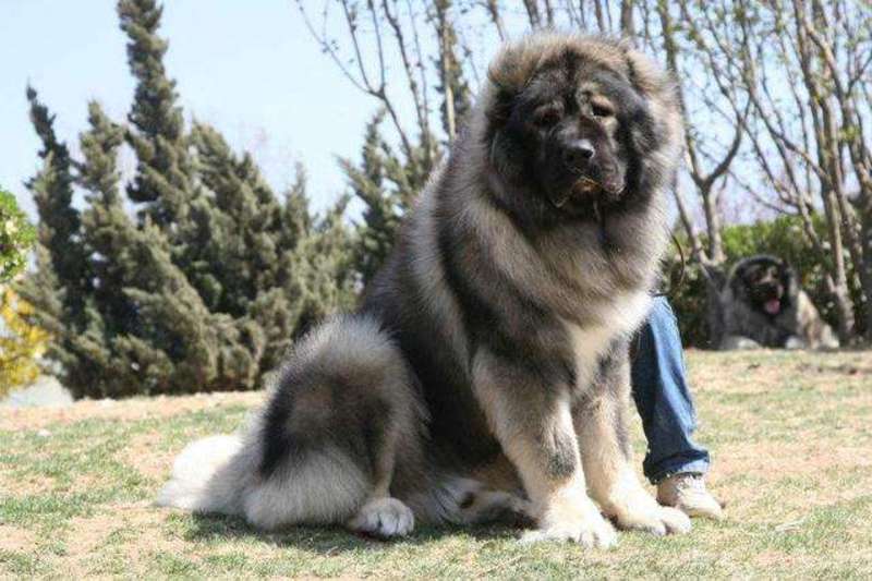 高加索幼苗巨型犬看家护院熊版高加索活体俄罗斯高加索