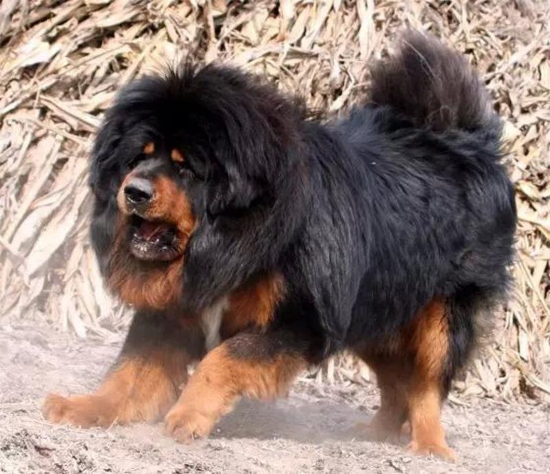 藏獒幼犬活体巨型藏獒犬看家护院黑色藏獒犬狮獒