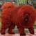 藏獒幼犬活体巨型藏獒犬看家护院黑色藏獒犬狮獒