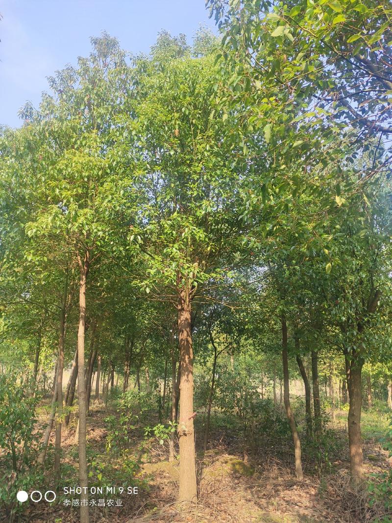 大量供应小叶香樟树18-28公分，高度6-8米，冠幅4米