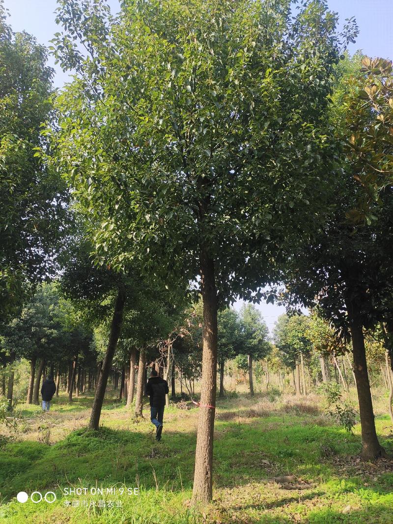 大量供应小叶香樟树18-28公分，高度6-8米，冠幅4米