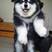 熊版阿拉斯加犬阿拉斯加幼犬大型雪橇犬哈士奇活体