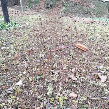 白芨种苗，果夹都有现挖
